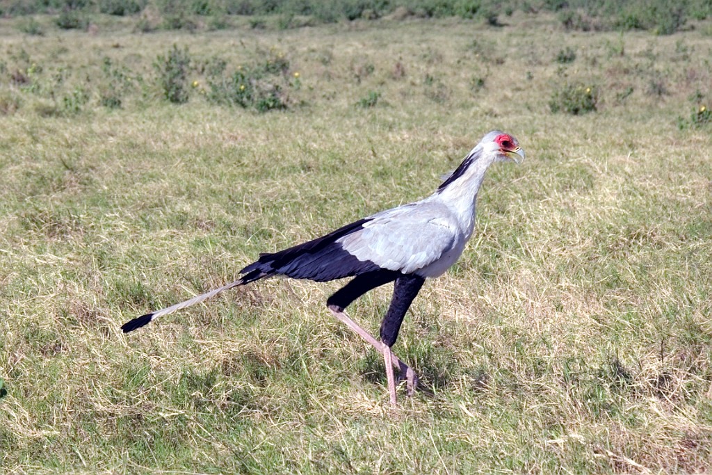 Kenia (258).jpg